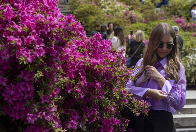 Rim: Čuvene Španske stepenice ukrašene ružičastim azalejama