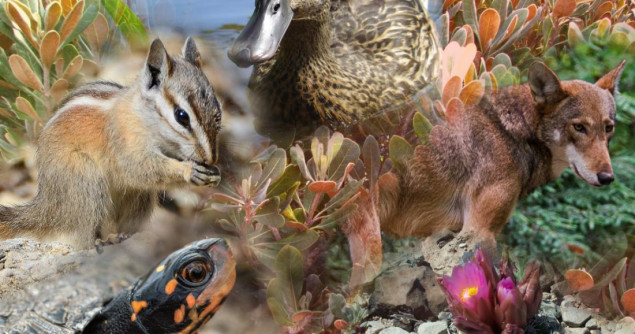 Više od milion vrsta na Zemlji pred izumiranjem