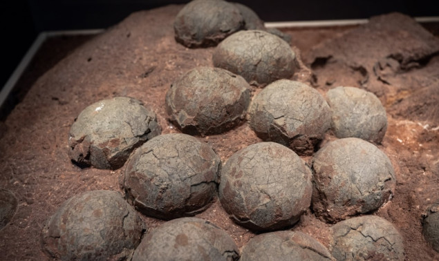 U kineskom muzeju izloženo skoro 20.000 fosiliziranih jaja dinosaurusa