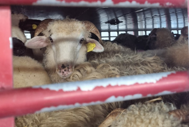 Za carinjenje prijavili ovce, a uvozili jagnjad