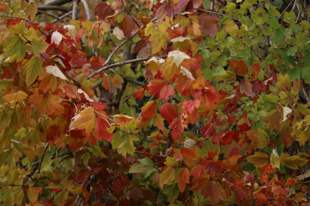 Jesen u Prištini: Grad u zlatnim tonovima dok se priprema za hladnije dane