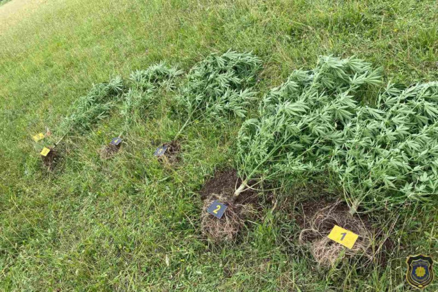 U Operativno-taktičkoj akciji „Maestro“ u Čapljini pronađena oprema za uzgoj opojne droge