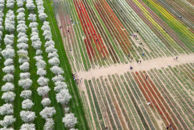 Polje tulipana u Kanadi: More boja i oaza mira