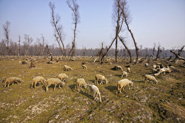 U Kashmiru počeo najteži zimski period "Chillai Kalan"