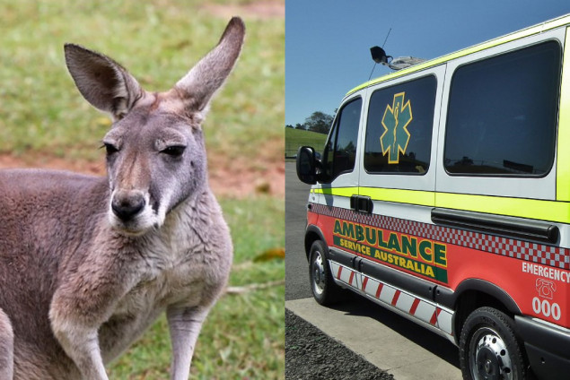 Australijanca ubio kengur ljubimac