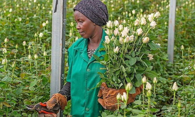 Ljubav Evropljana prema cvijeću pogoršava životne uslove u Keniji