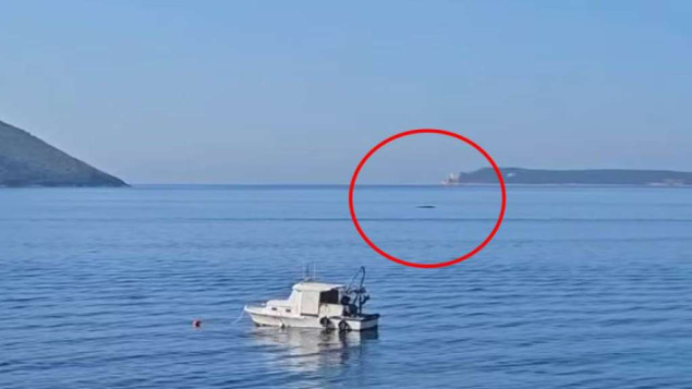 Kit snimljen u Dobrim Vodama kod Bara