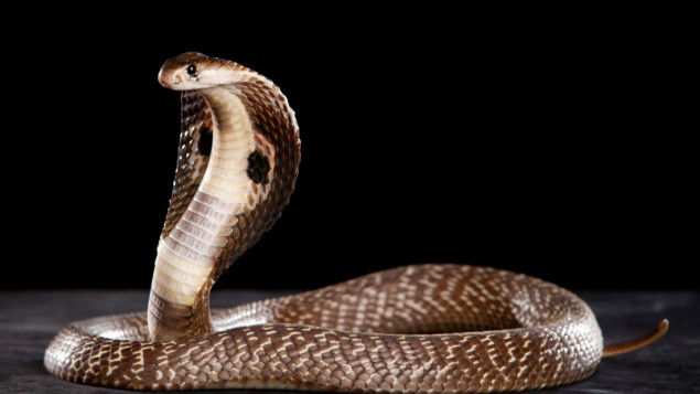 Uz pomoć kobre ubili biznismena