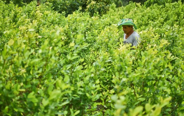 Izvještaj UN-a: Kolumbija oborila rekord u uzgoju koke