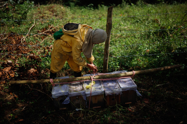 Kolumbijski pčelari premještaju pčele zbog uticaja El Nina