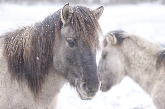 Divlji konji Tarpan u Bjelorusiji: Igraju veliku ulogu u održavanju pašnjaka