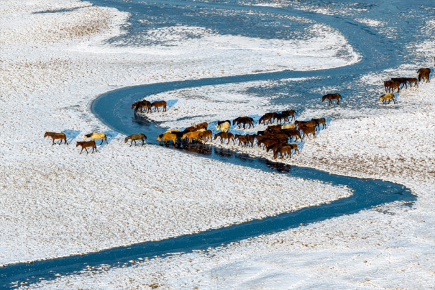 Divlji konji u močvarama Kayserija