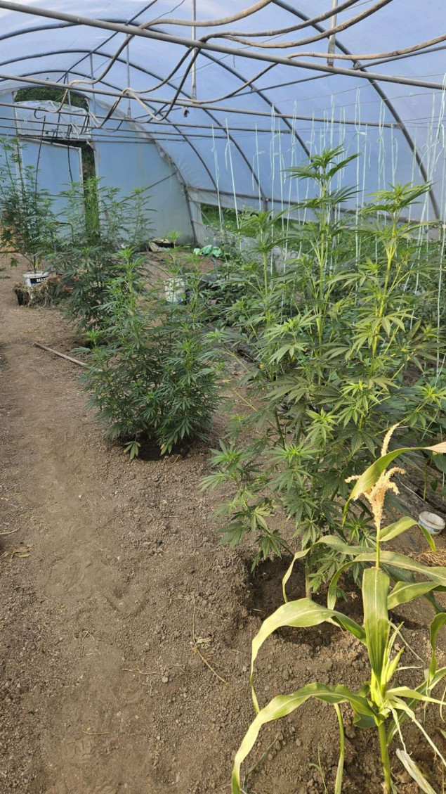 U Travniku pronađene 33 stabljike 'indijske konoplje'