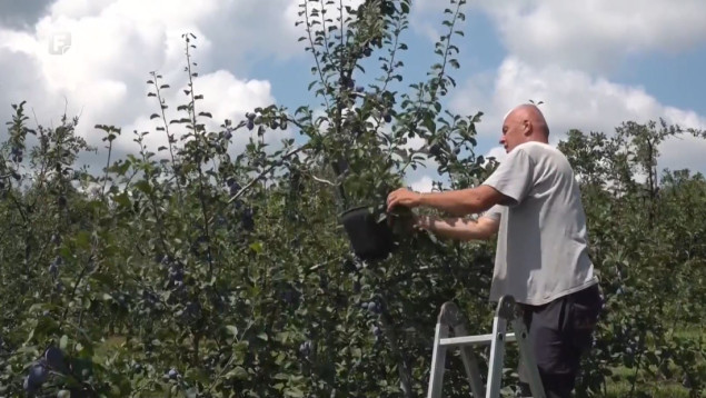 Berba i otkup šljive na Majevici: Godina rodna, cijena loša - kako pokriti troškove?
