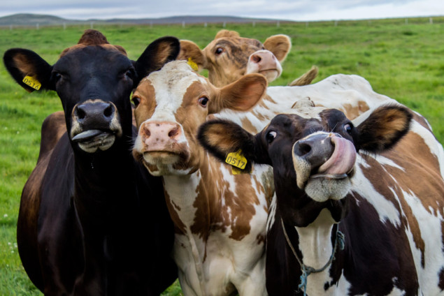 Francuski parlament usvojio zakon: Krave mogu nastaviti da muču
