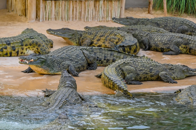 Park krokodila u Dubaiju dom je za 250 grabežljivca
