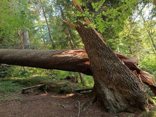 Od oluje stradala 'kraljica kupreških šuma'