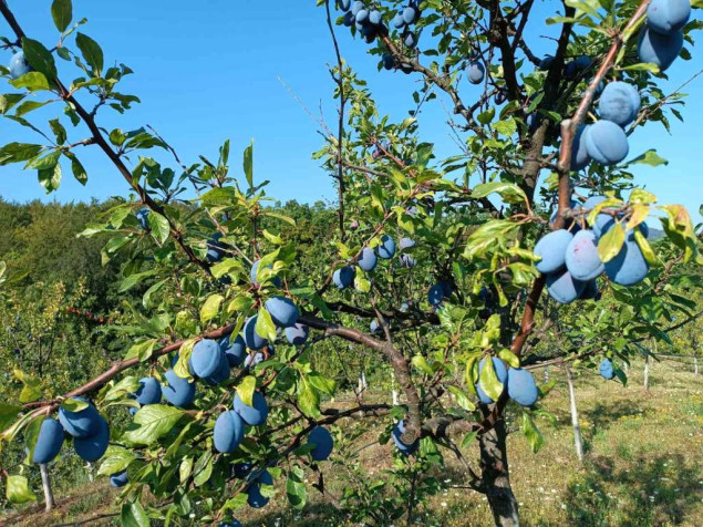 Ministarstvo privrede sufinansira učešće poljoprivrednih proizvođača iz KS na Sajmu šljive u Gradačcu