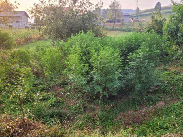 Pripadnici GPBiH u akciji 'Droga' otkrili zasad od 46 stabljika indijske konoplje