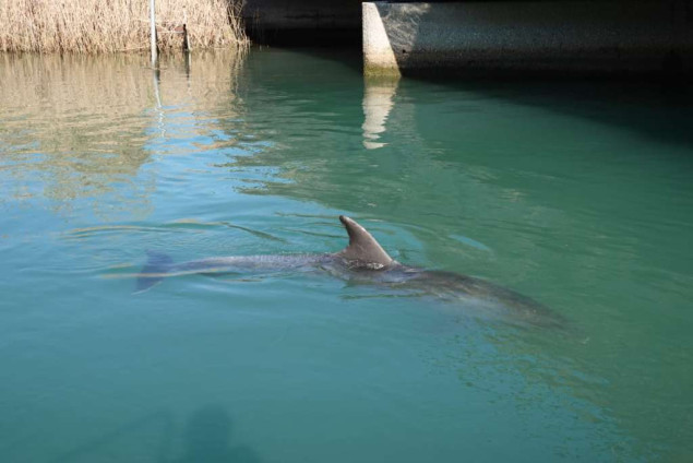 Dupin uplovio u rijeku Jadro, građani Solina pozvani da ga ne uznemiravaju