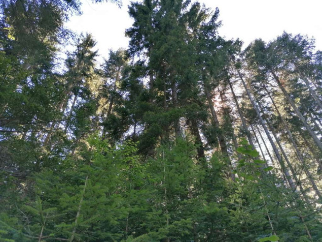 Kordon policije u Novome Sadu osigurava sječu šume