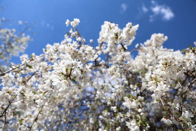 Proljeće 2025. trebalo bi da bude toplije u odnosu na višegodišnji prosjek, izvjesna pojava mraza