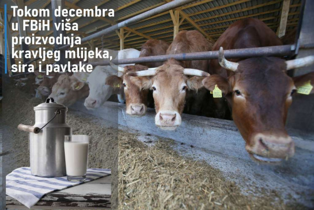 Tokom decembra u FBiH viša proizvodnja kravljeg mlijeka, sira i pavlake