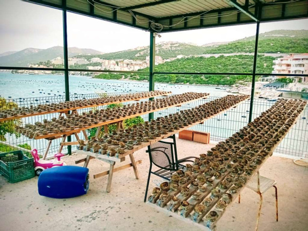 Vatrogasac i ronilac iz Neuma o uzgoju školjki: Prvo je to bio hobi, a danas i obrt