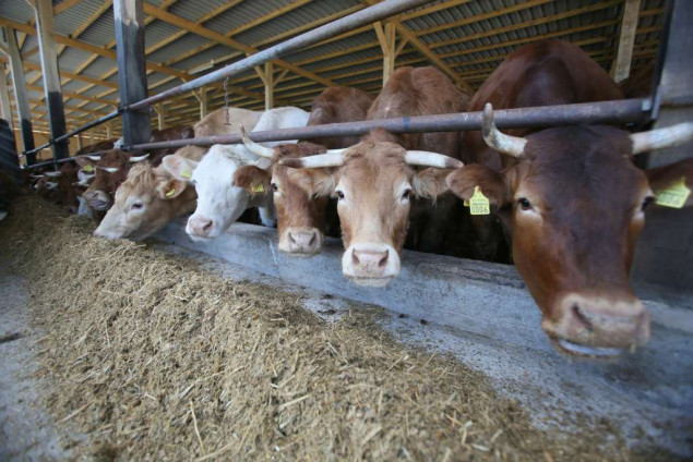 Trgovinski deficit u sektoru mesa - Izvoz pokriva tek 12 posto uvoza