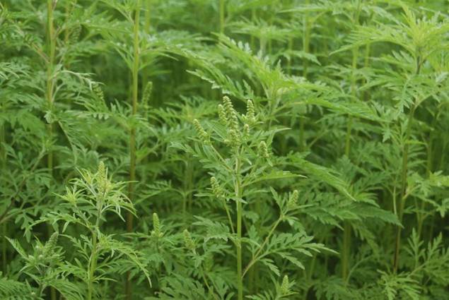 KS - Smanjenje koncentracije polena ambrozije u zraku i polena drugih alergenih biljaka