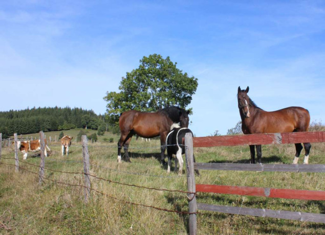 Iznimna ljepota planine Zvijezda treba biti proglašena zaštićenim područjem