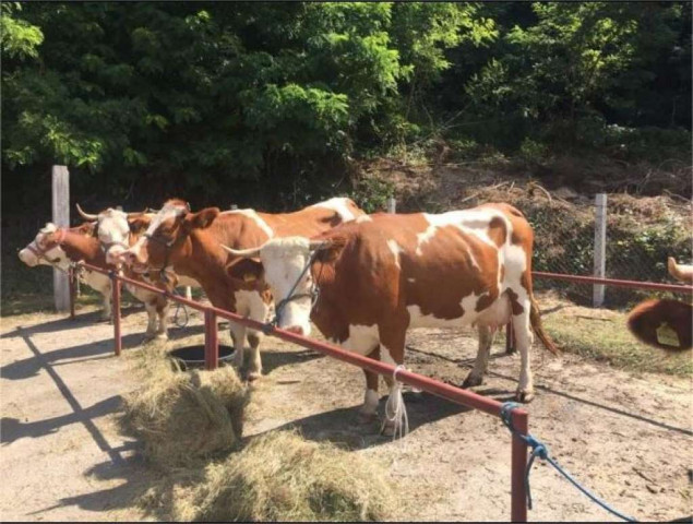 Porodica Avdić iz Zelenog Jadra: Mlijeko s našeg područja jedno je od najkvalitetnijih