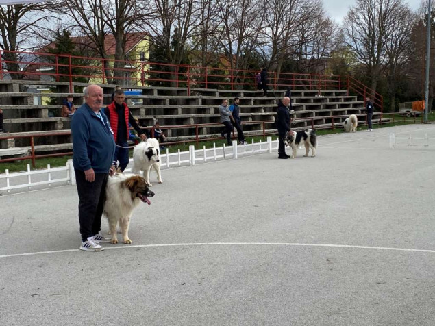 Zana od Badrova iz Livna proglašena najljepšim psom na specijaliziranoj izložbi tornjaka