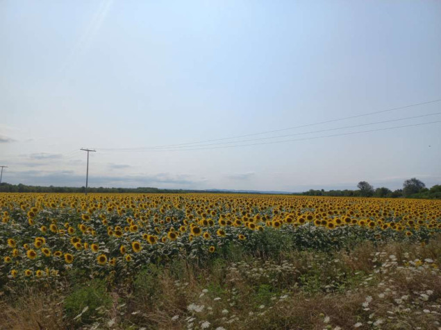 Na području Pelagićevo sve više uzgajivača suncokreta