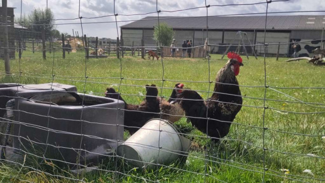 Francuska podiže nivo uzbune zbog ptičje gripe na 'visok' nakon novih slučajeva