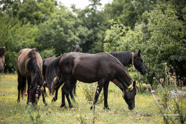Ergela bosanskih brdskih konja kod Stoca: Konjima treba malo ljubavi i truda