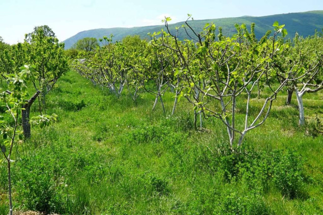 Proizvođači presadnica traže više sredstava iz federalnog proračuna