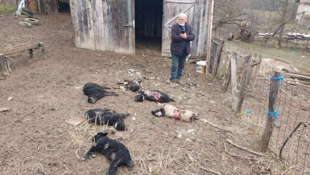 Stočari u Sanskom Mostu na mukama: Psi lutalice haraju bez kontrole