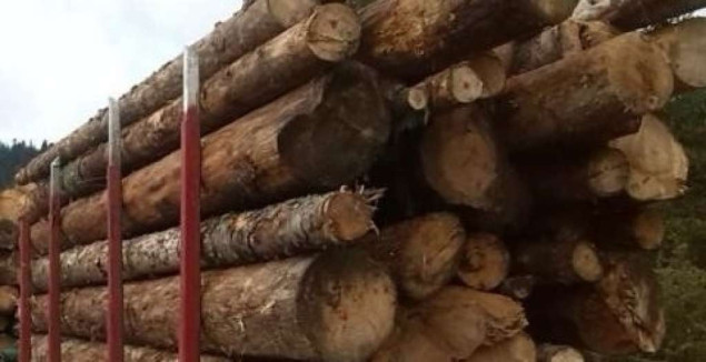 Oko 500.000 stabala posječeno u blizini Berlina radi širenja Tesline gigatvornice