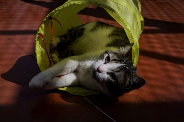 Belgija će insistirati na prijedlogu zakona za dobrobit životinja u EU