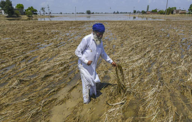 Poplave uništile indijsku žitnicu Pandžab