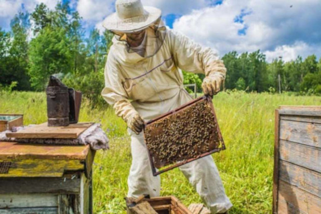 Više od milion potpisa na peticiji u Francuskoj protiv povratka pesticida poznatog kao 'ubica pčela'