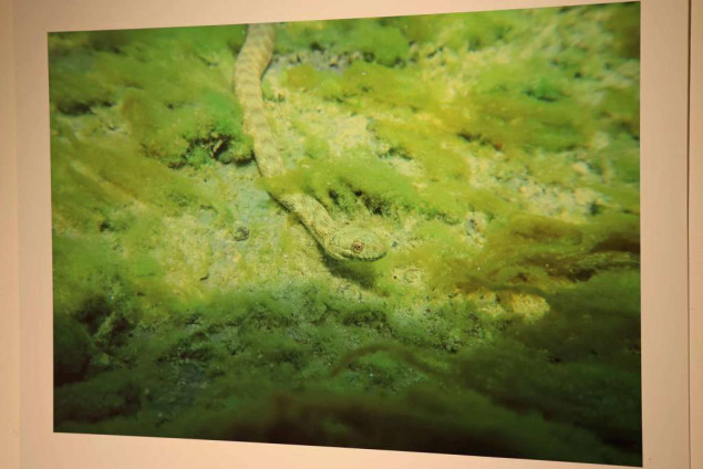 Izložene fotografije podvodnog svijeta Neretve