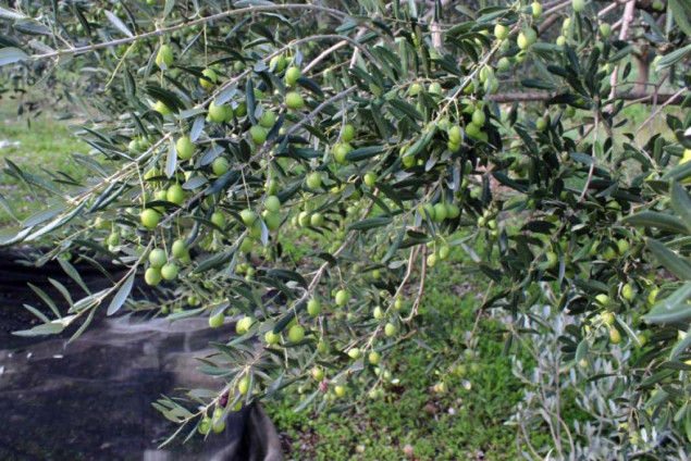 Prkačin: Sezona u Neumu dobra, fokus na promociji neumskog zaleđa i gastronomije