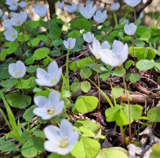 Međunarodni dan zdravlja bilja - BiH među prvih pet zemalja u Evropi po biološkoj raznolikosti