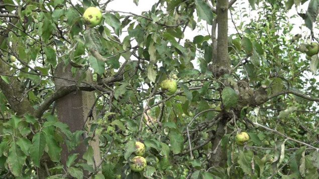 Katastrofalan prinos voća u Potkozarju, berbe šljiva neće biti