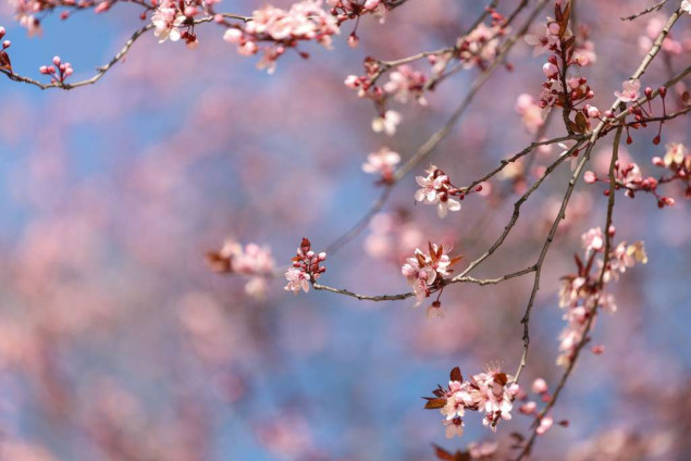 FHMZBiH: Narednih dana pretežno oblačno, od subote popodne kiša