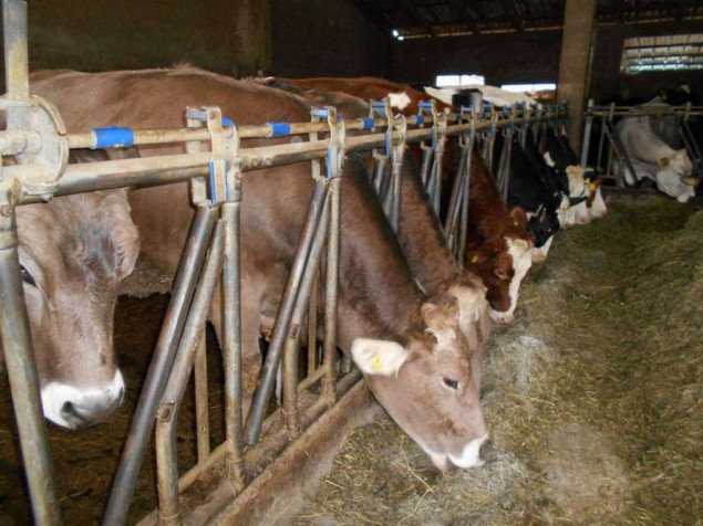 Udruženje poljoprivrednika FBiH od Vijeća ministara traži zaštitu domaće proizvodnje