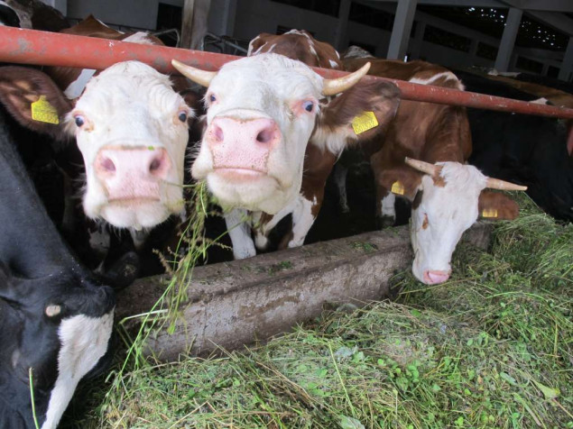 Crna Gora: Q groznica u Nikšiću i Danilovgradu, eutanazirano 14 grla