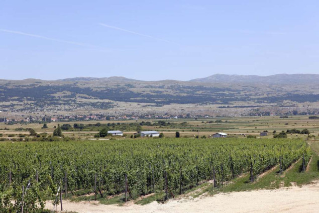 'Planinski' vinogradi na preko 900 metara visokim padinama Duvanjskog polja mijenjaju standarde u vinarstvu